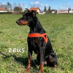 Zeus