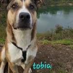 Tobia