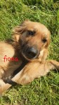 Fiona