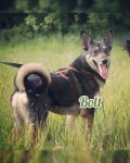 Bolt