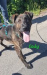 Cody
