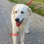 Stella