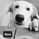 Nora