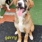 Gerry