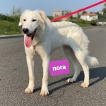 Nora