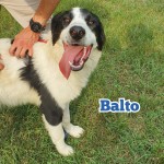 Balto