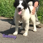 Sammy