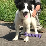 Sammy