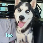 Leo