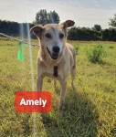 Amely