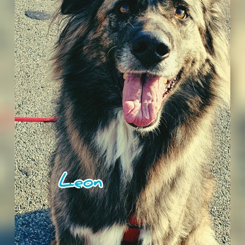 Leon