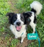 Salvo