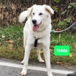 Tobia