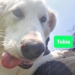 Tobia