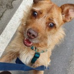 Ciao Amir! Anche tu finalmente puoi dire di aver trovato la tua CASA. Nonostante la tua difficoltà visiva, sei riuscito nel tempo ad adattarti e vivere al meglio ovunque.
Ti sei sempre dimostrato un cane dolce, socievole e sempre pronto a nuove avventure. L'unica cosa che ti mancava veramente era una casa, dove poter trovare tante coccole.
Ora che hai una nuova casa e un umano tutto per te, noi non possiamo far altro che augurarti il meglio.
Un grazie speciale a Isabella per avergli dato l'opportunità di trovare casa, e a Ceranne per essere andato oltre vedendo il fantastico cane che sei.
Buona vita piccolo.
La Fenice