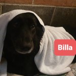 Billa