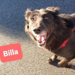 Billa