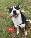 Eros