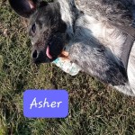 Asher