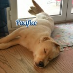 Pacifico