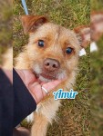 Amir