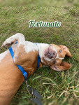 Fortunato