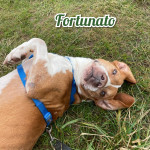 Fortunato