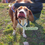 Fortunato