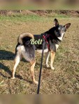 Bolt