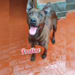 praline