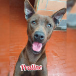 praline