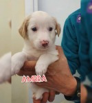 Ambra