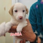 Ambra