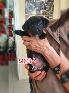 Mora