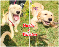 Winston e Chester