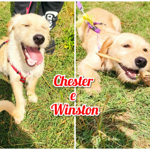 Winston e Chester
