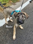 Naila