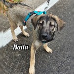 Naila