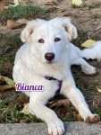 Bianca