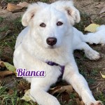 Bianca