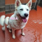 Bella