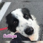 Calliope