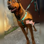 Billy