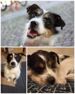 Mini Max: portento della natura, piccolo esuberante e temerario.
Sei stato adottato, poi smollato da noi e dimenticato.
Non eri e non sei un cane facile, ma Daniele e Manuela non mollano e tengono duro.
Gli sei entrato nel cuore e con la tua grinta non è stato difficile.
Buona vita terremoto 😀
La Fenice