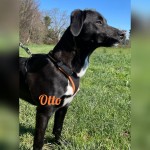 Otto