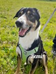 Remì