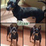 Ulisse