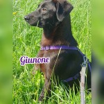 Giunone