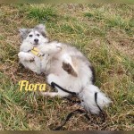 Flora