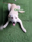 Oliver